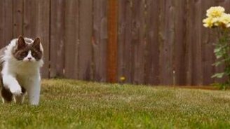 Замедли темп жизни! - смотреть видео (2:26)