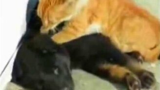 Тайский массаж кота для собаки - смотреть видео (0:26)