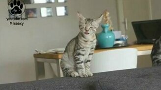 Маленький чихалья - смотреть видео (0:53)