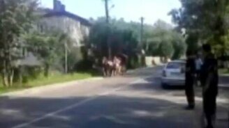 Перевернулась конная повозка - смотреть видео (0:18)