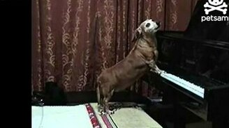 Собачий дуэт возле пианино - смотреть видео (0:48)