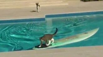 Оригинально удрал от собаки - смотреть видео (0:16)