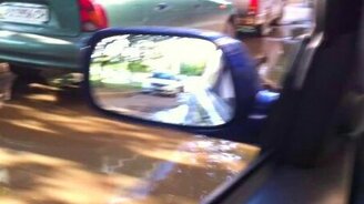 Свинья спасается от жары в городе - смотреть видео (0:26)