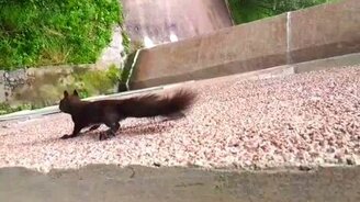 Белка лазает по стенкам - смотреть видео (3:02)