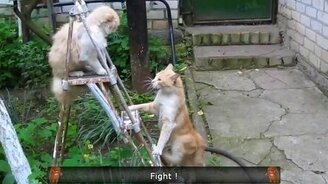 Смешные моменты и прикольные ситуации - смотреть видео (9:45)