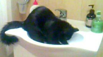 Кот в умывальнике - смотреть видео (4:20)