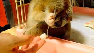 Миловидный лемурчик - смотреть видео (2:37)