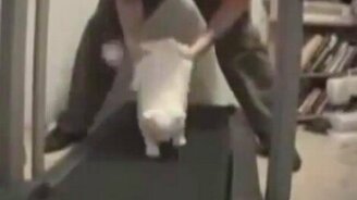 Ленивый котяра - смотреть видео (0:57)