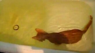 Смелый котёнок в ванной - смотреть видео (0:39)