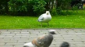 Хищная чайка - смотреть видео (0:37)