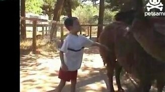 Лама оскорбила мальчишку - смотреть видео (0:33)