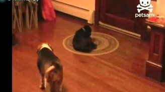 Хитрый собачий манёвр - смотреть видео (0:23)