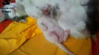 Маленький спящий котёнок - смотреть видео (0:29)