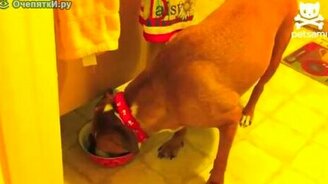 Воришка исподтишка - смотреть видео (0:35)