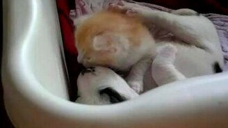 Два сладких малыша - смотреть видео (1:18)