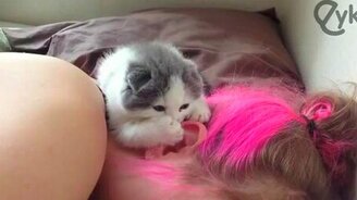 Будильник-пушистик - смотреть видео (1:33)