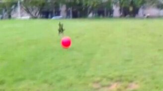 Яростная борьба с красным мячом - смотреть видео (0:20)