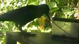 Умная птица - смотреть видео (1:12)