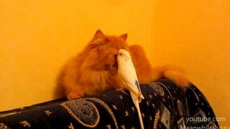 Назойливый попугай лезет к коту - смотреть видео (2:05)