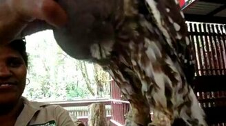 Сова урчит от удовольствия - смотреть видео (0:26)