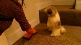 Собака молится перед едой - смотреть видео (0:18)