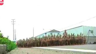 5000 уток на прогулке - смотреть видео (1:15)