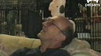 Попугай в ярости - смотреть видео (0:33)