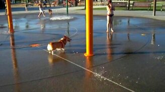 Собачонка в водном парке - смотреть видео (1:09)