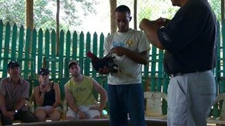 Петух-танцор - смотреть видео (0:49)