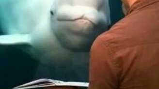 Белуха приобщается к искусству - смотреть видео (1:55)