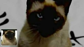 Мяу-песенка - смотреть видео (1:48)