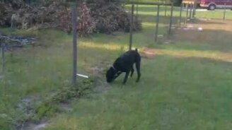 Пописал - ударило током - смотреть видео (0:21)