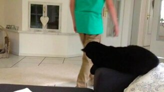 Котэ, дай пять! - смотреть видео (0:04)