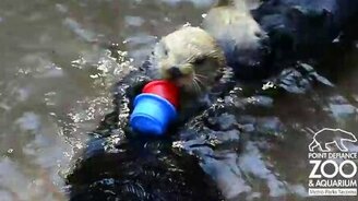 Выдра-циркачка - смотреть видео (1:01)