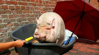 Хрюшка и фруктовый лёд - смотреть видео (1:13)