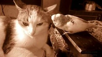 Воспитательная беседа попугая - смотреть видео (0:55)