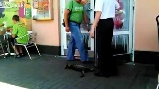 Котяра пофигист - смотреть видео (0:51)