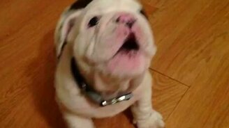 Маленький бульдожик - смотреть видео (1:18)