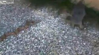 Котяра против змеи - смотреть видео (0:46)