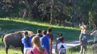 Свирепый бизон и дети - смотреть видео (1:26)