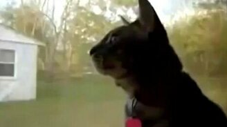 Кот посылает сигнал в космос - смотреть видео (0:24)