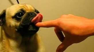 Мопсик против орехового масла - смотреть видео (1:23)