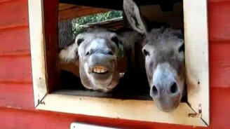 Три смешных осла - смотреть видео (0:44)