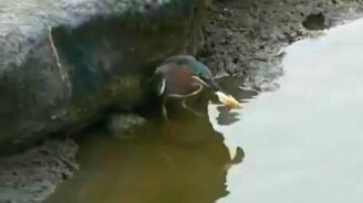 Эта птица - настоящий рыболов - смотреть видео (2:10)