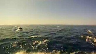 В компании дельфинов - смотреть видео (1:19)