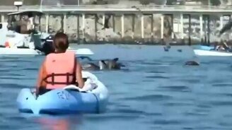 Вдруг откуда ни возьмись - кит! - смотреть видео (0:41)