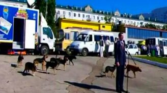 Собаки-сорванцы - смотреть видео (1:20)