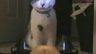 Кошачья схватка с роботом - смотреть видео (0:36)