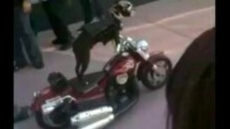 Пёс байкер - смотреть видео (0:39)