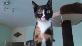 Кот телепортировался - смотреть видео (0:18)